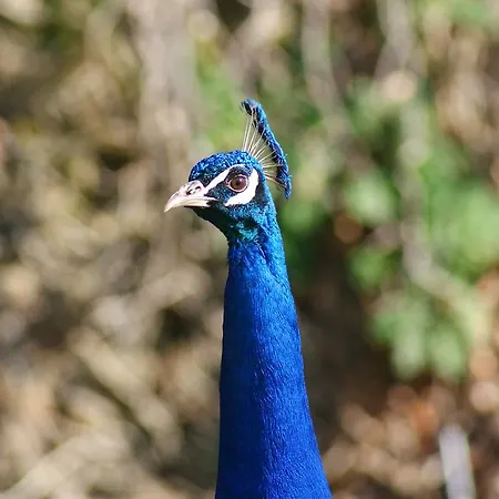 住宿加早餐酒店 Chateau De La Chasse-guerre *