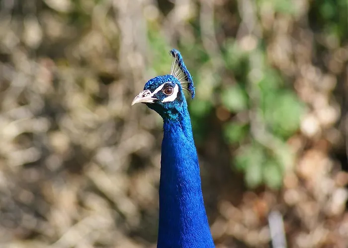 B&B Chateau De La Chasse-guerre *